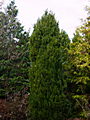 Juniperus chinensis Spartan IMG_1428 Jałowiec chiński